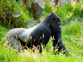 adult western lowland gorilla walks in high grass
