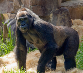adult western lowland gorilla walks on all fours