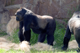 adult western lowland gorillas at a zoo