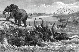 african elephants hunted in the water historical illustration af