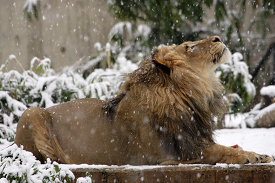 African Lion looking up as snow falls