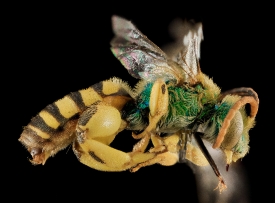 Agapostemon femoratus bee
