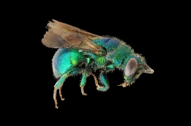 Agapostemon femoratus macro bee