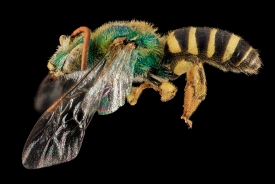 Agapostemon virescens sweat bee