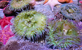aggregating sea anemone starfish crabs