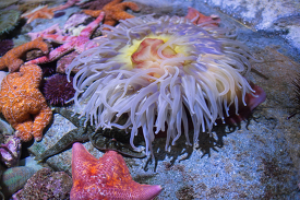 aggregating sea anemone starfish photo