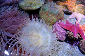aggregating sea anemone starfish rocsk