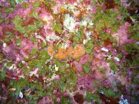 algae coral photo