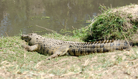 alligator at the edge of lake kenya africa 051