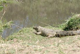 alligator at the edge of lake kenya africa 052