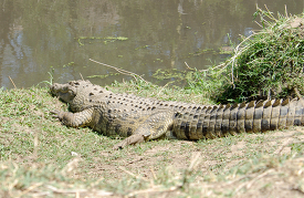 alligator at the edge of lake kenya africa 053