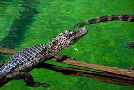alligator resting on log at zoo