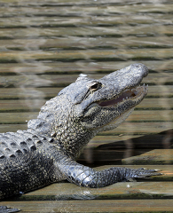 alligator resting on wooden deck in florida