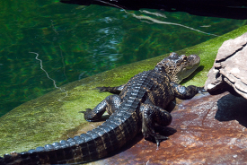 alligator resting out of water at zoo