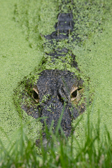 American Alligator surrounded by  green algae