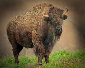 american bison at zoo