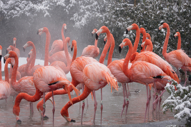 American Flamingo standing in water with snow falling