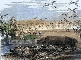 an african river scene with alligators and hippos illustration h