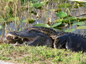 An American alligator and a Burmese python locked in a struggle 