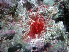 An undescribed species of sea urchin from the genus Diadema at M
