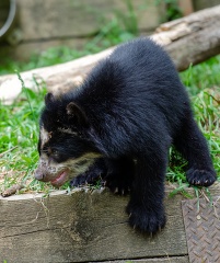 andean bear cub climing wall