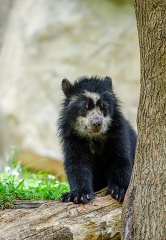 andean bear cub near tree