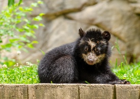 andean bear cub sitting on ledge