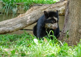 andean bear cub standing in grass near tree