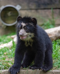 andean bear cub standing on all fours