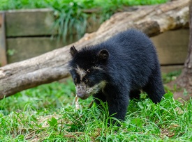 andean bear cub walking in grass