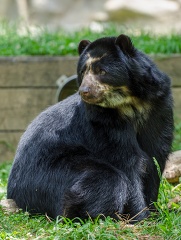 andean bear with cub sitting on grass