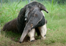 Anteater resting on grassy terrain carries baby on its back