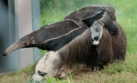 Anteater walking outdoors long snout with baby entering zoo encl