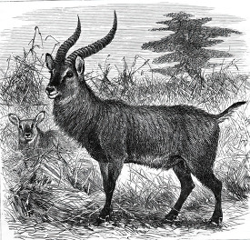 antelope historical illustration africa