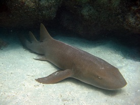 arge brown shark swimming in the water