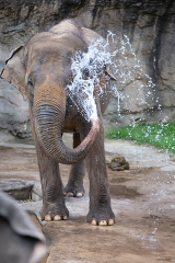 Asian Elephant throws water from large trunk