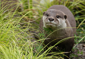 Asian Small clawed Otter