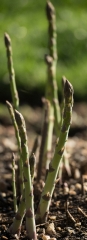 Asparagus of one to three years of maturity