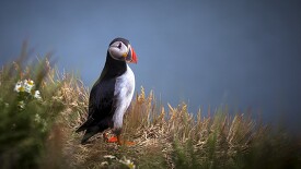 atlantic puffin stands in plants iceland
