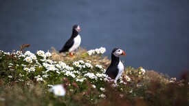 atlantic puffins sits in white wildflowers iceland