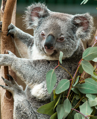 australian koala in tree at zoo