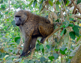 Baboon sits High In a tree kenya africa