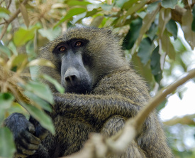 Baboon sits High in African Tree kenya