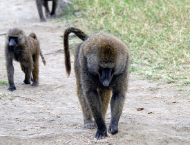 Baboon troop on a dirt road in kenya africa