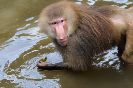 baboon using hands to pick up items in water