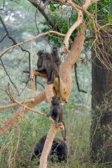 Baboons Among Tree Branches Africa