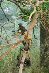 Baboons Resting In African Trees