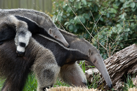 baby anteater getting free ride on mothers back