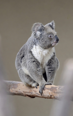 baby australian koala sitting on tree