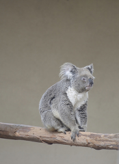 baby australian koala sitting on tree branch